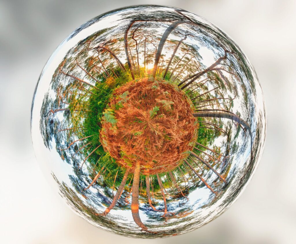 A reflective spherical object captures the distortion of a wooded clearing where russet ferns spread out.
