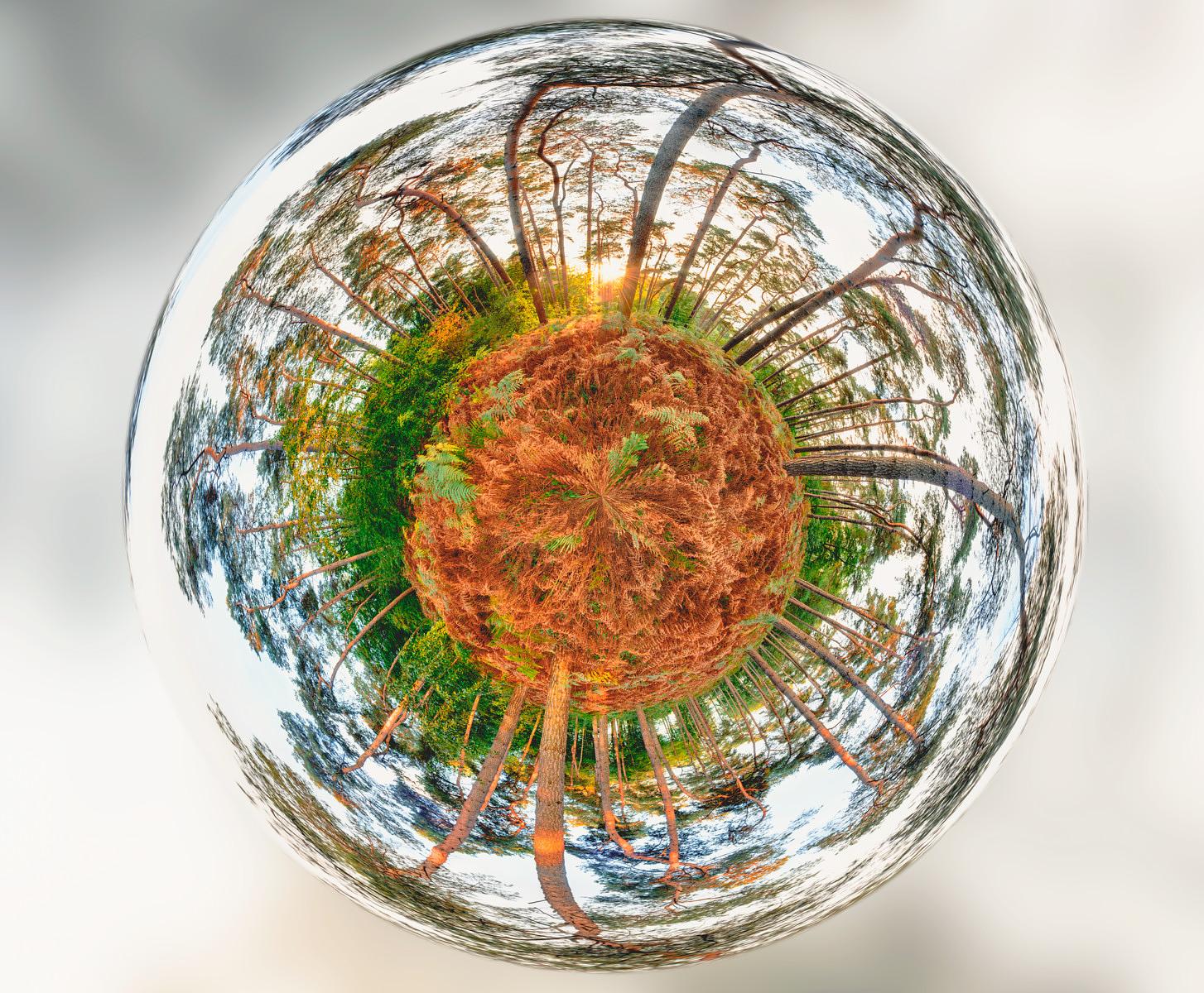 Une sphère sphérique réfléchissante capture la distorsion d'une clairière boisée où s'étendent des fougères rousses.