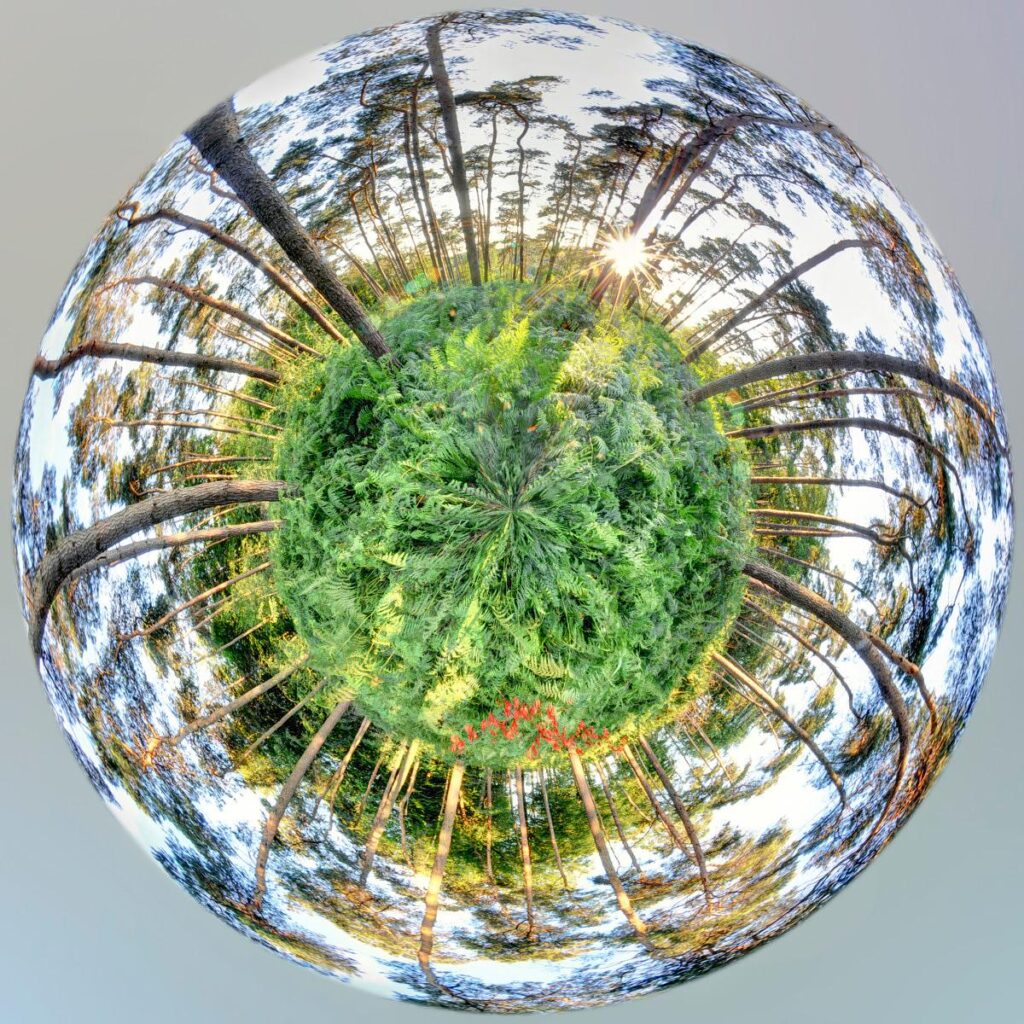 A spherical, distorted view of a pine forest bathed in sunlight, with a thicket of green ferns at its centre.