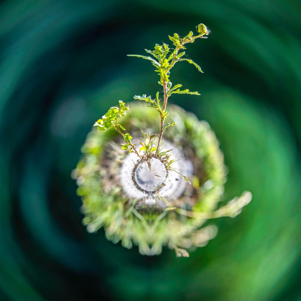 A slender, leafy shoot emerges from a white, moss-covered cylindrical object, floating in the centre of a deep, blurred green background.