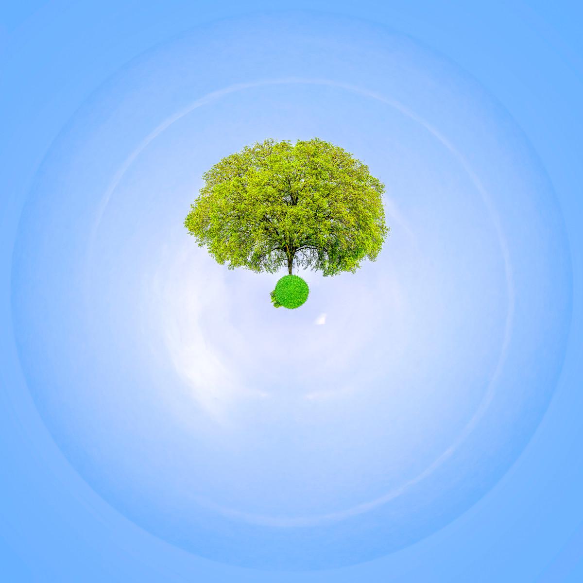 Arbre vert aux branches épanouies sur un ciel bleu lumineux parsemé de cirrus et d'une voûte blanche.