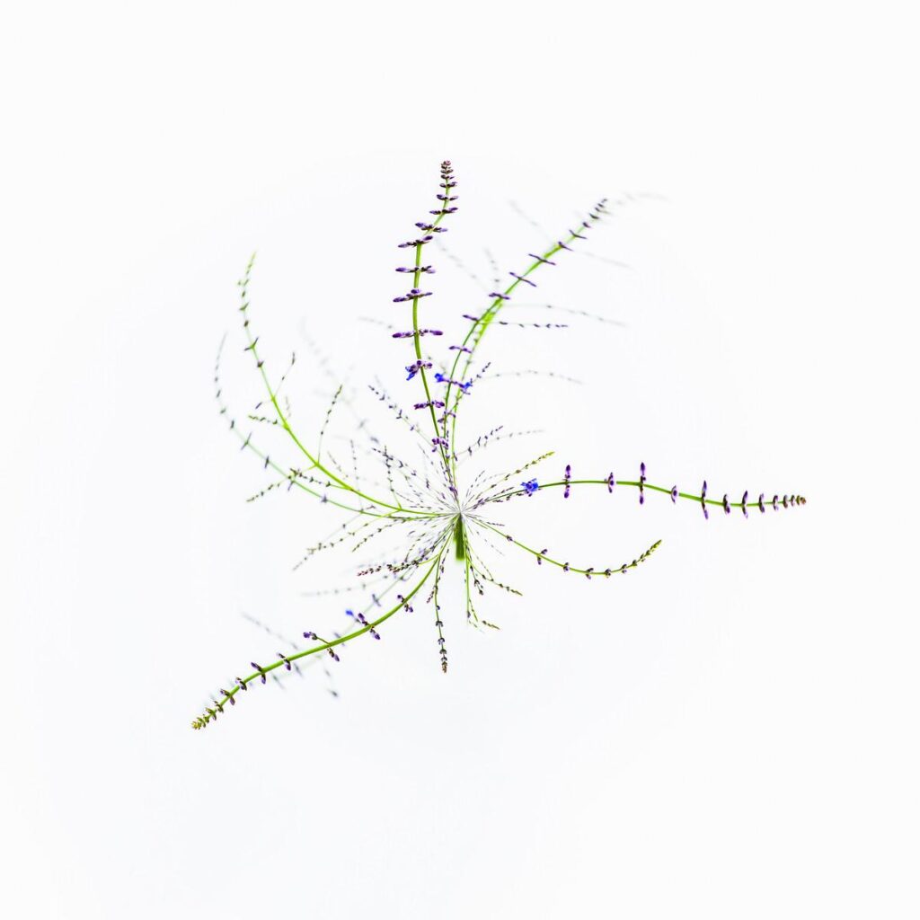 Green flowering stems dotted with small purple blossoms arranged in a fan-like pattern against a pristine white background.