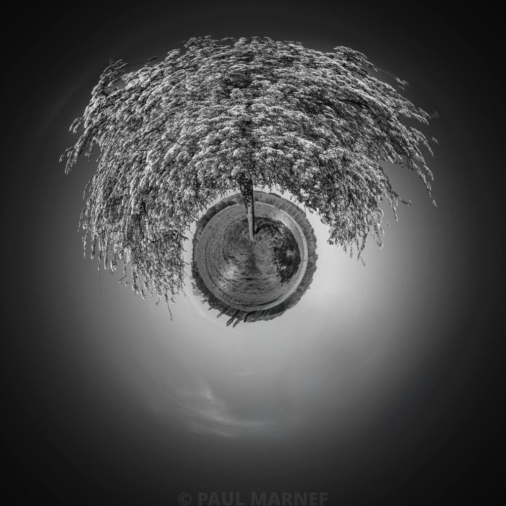 Une jeune pousse centrale s'élève d'un paysage circulaire vers une couronne de feuilles clairsemées sur fond gris nuageux.