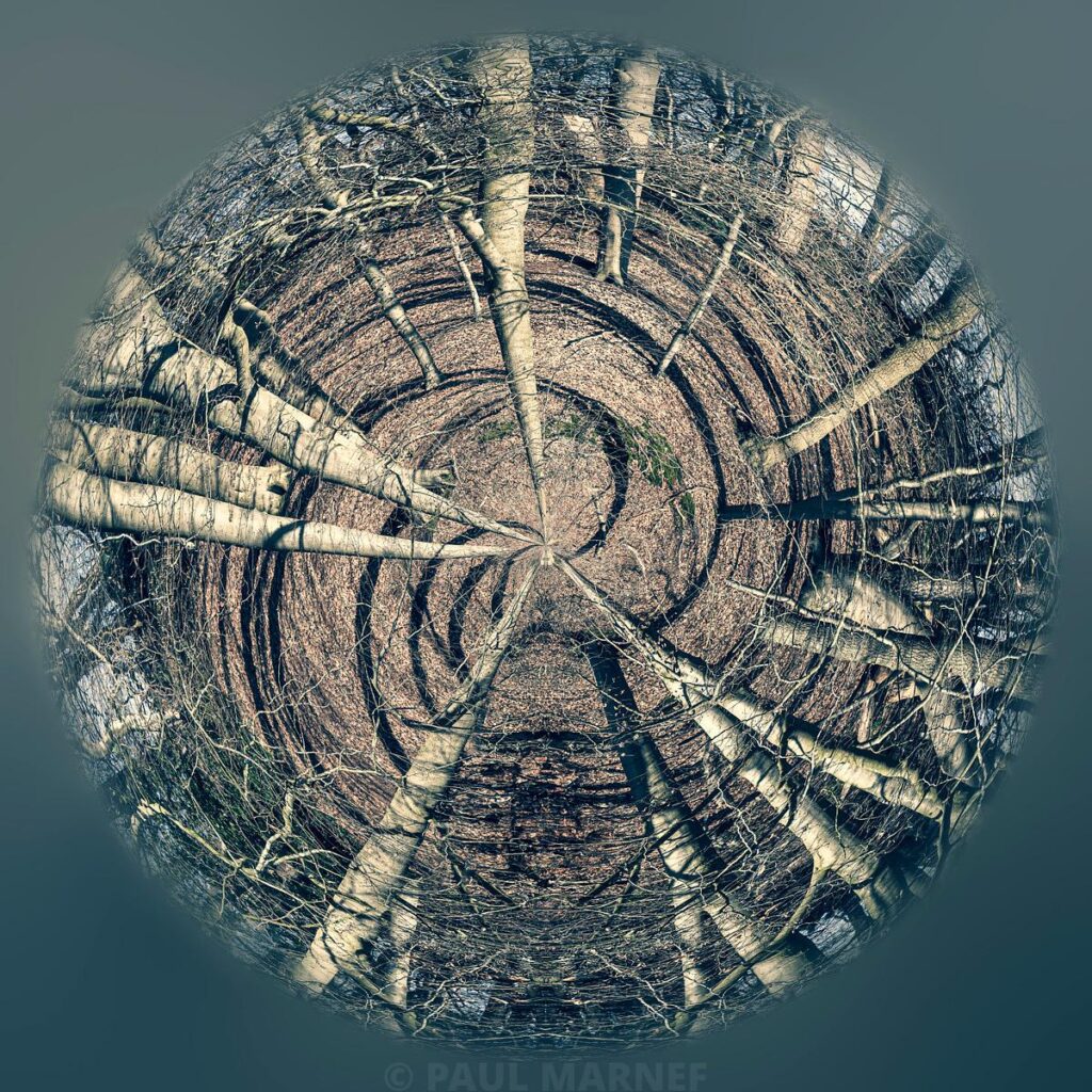 Trou de visualisation circulaire d'une courbure à zéro, avec des troncs d'arbres blancs qui rayonnent vers le centre, au milieu de courbes de terrain brunes.