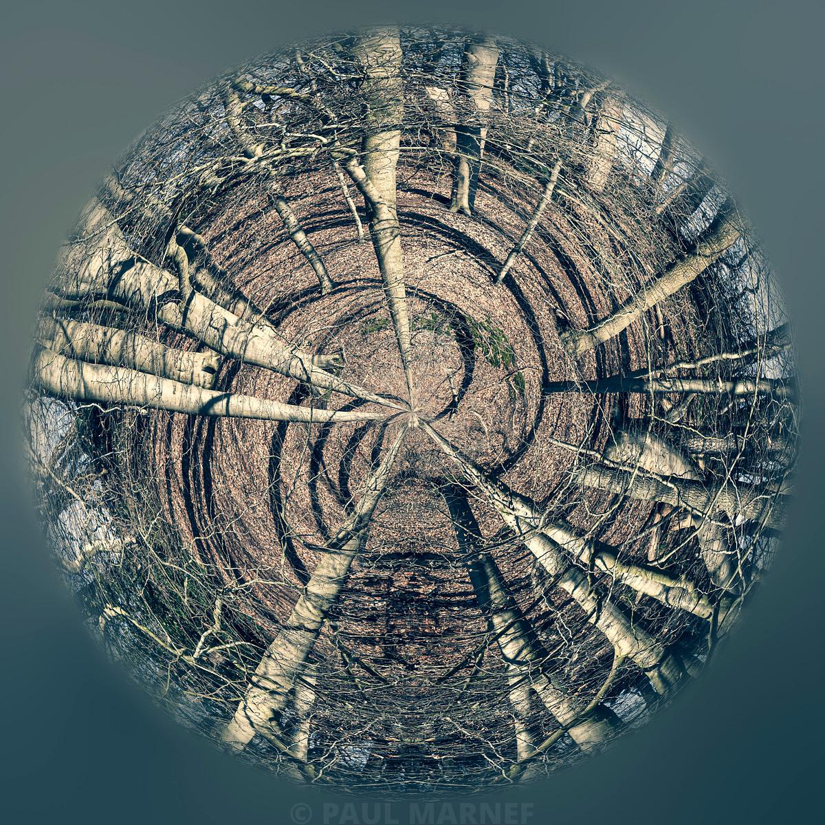 Trou de visualisation circulaire d'une courbure à zéro, avec des troncs d'arbres blancs qui rayonnent vers le centre, au milieu de courbes de terrain brunes.