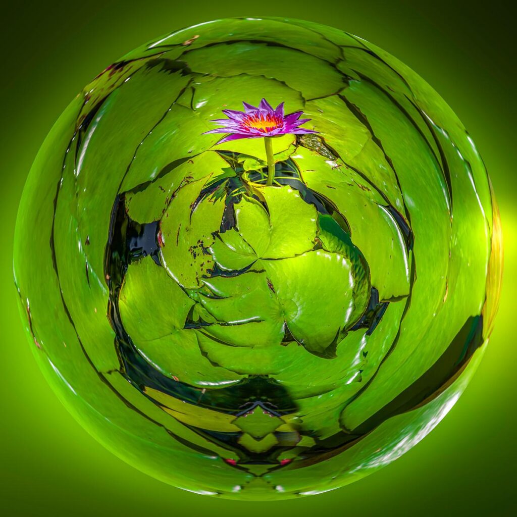 A large rosette of green leaves spreads out in a circle, with a mauve flower with pointed petals at its centre, bathed in light.