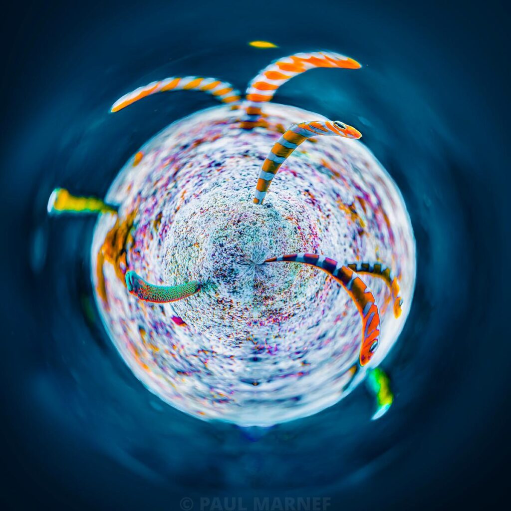 Sphère centrale à la surface multicolore et incrustée, tournoyante dans un fond océanique bleu sombre, ceinturée de bandes organiques orange, bleues et vertes aux ondulations sinueuses.