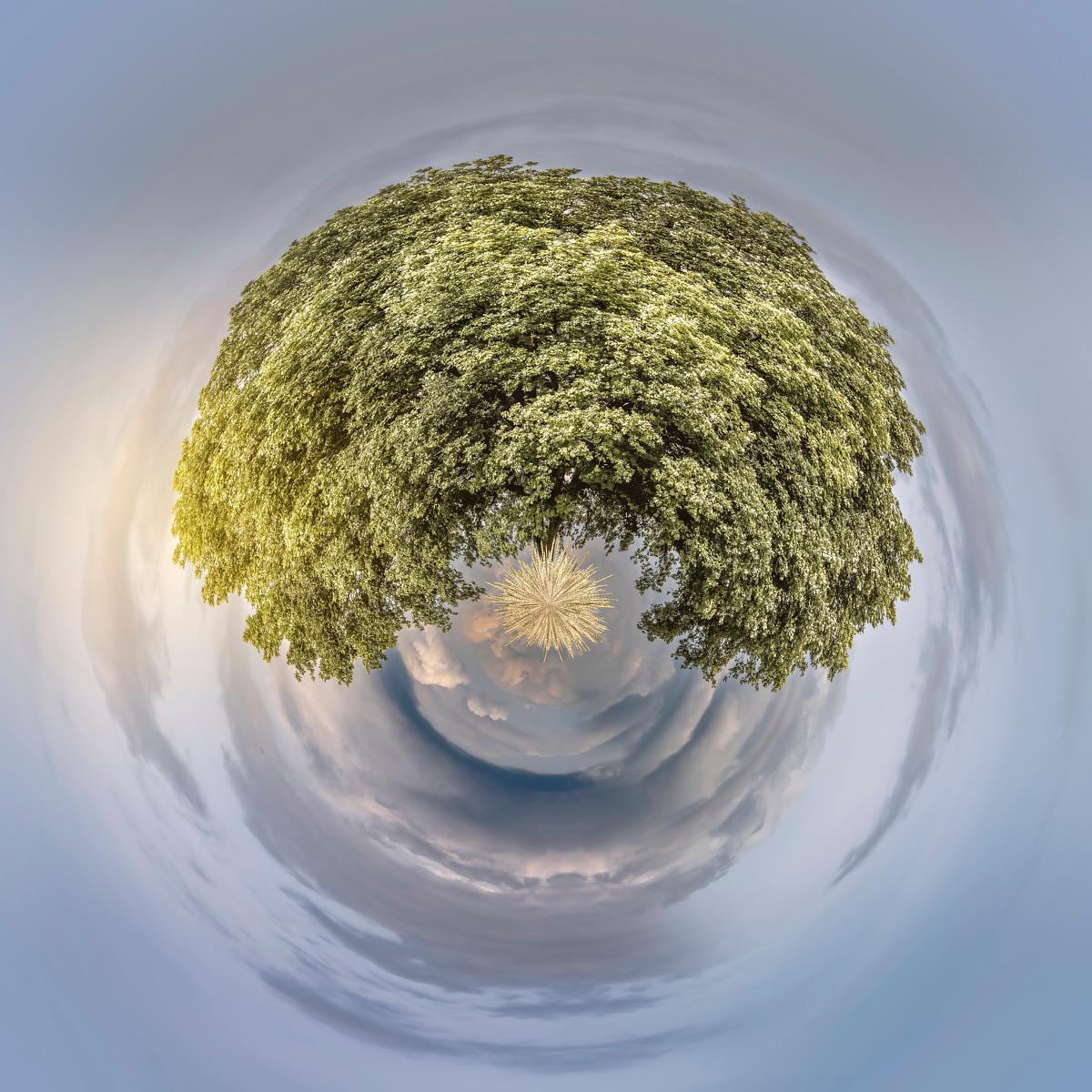 Feuillage vert dominé par une couronne sphérique entourée de cieux nuageux.