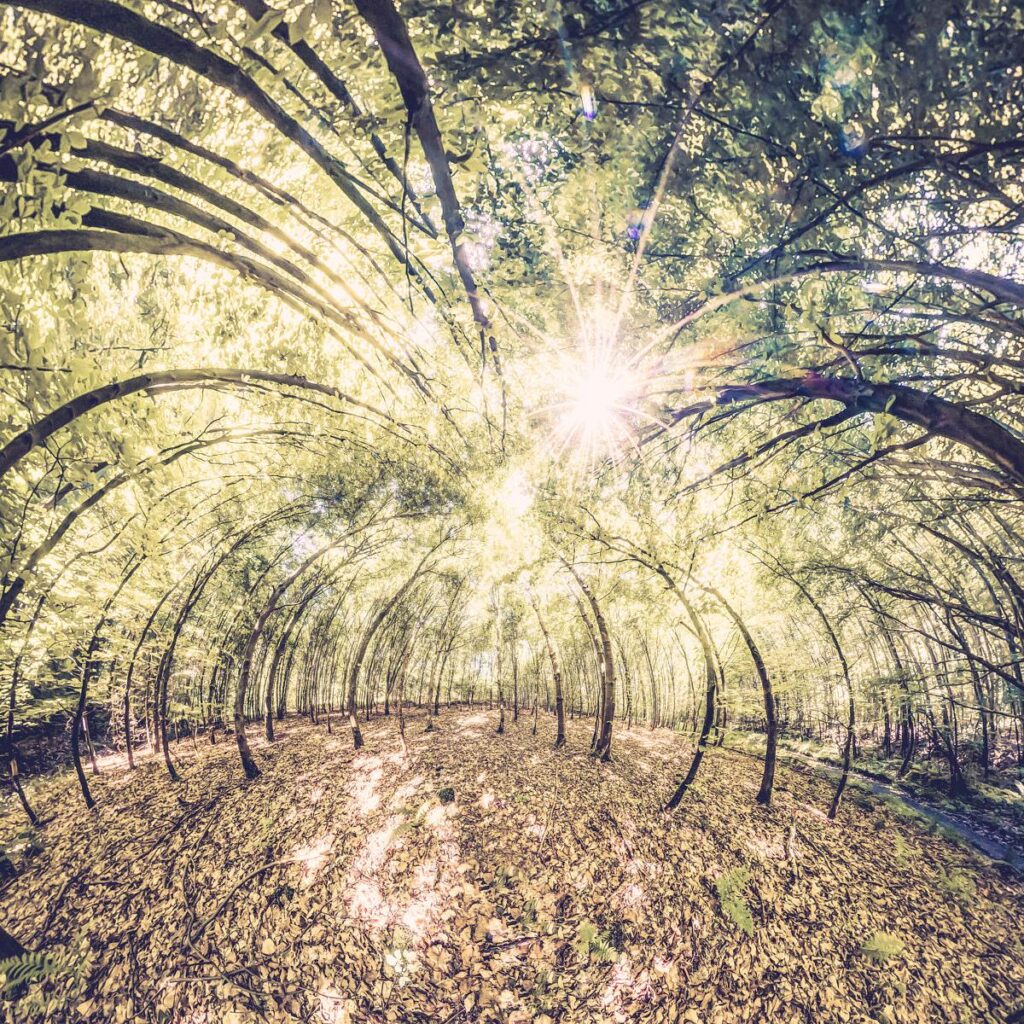 A forest with arched branches forming a canopy and a floor covered in leaves, through which a beam of intense sunlight shines.
