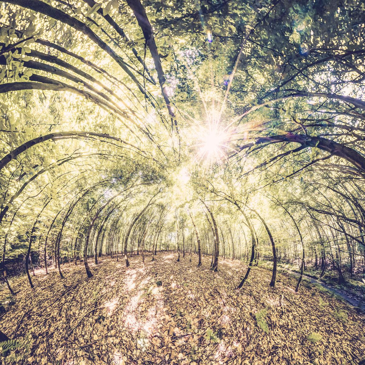 Une forêt aux branches arquées formant une voûte et un sol couvert de feuilles, traversé par un éclat de soleil intense.