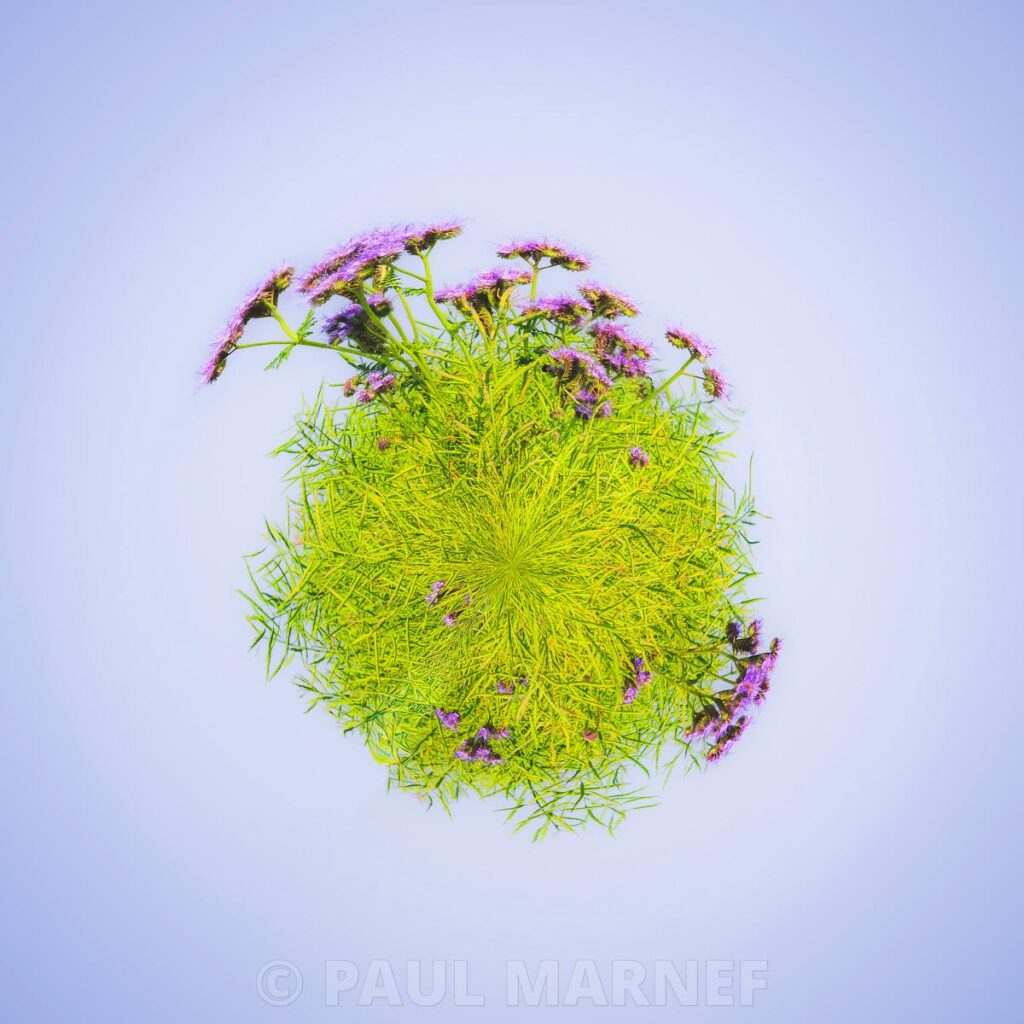 Phacelia flowers, with their mauve haze, rise from the off-green foliage, standing out against a pale blue sky.
