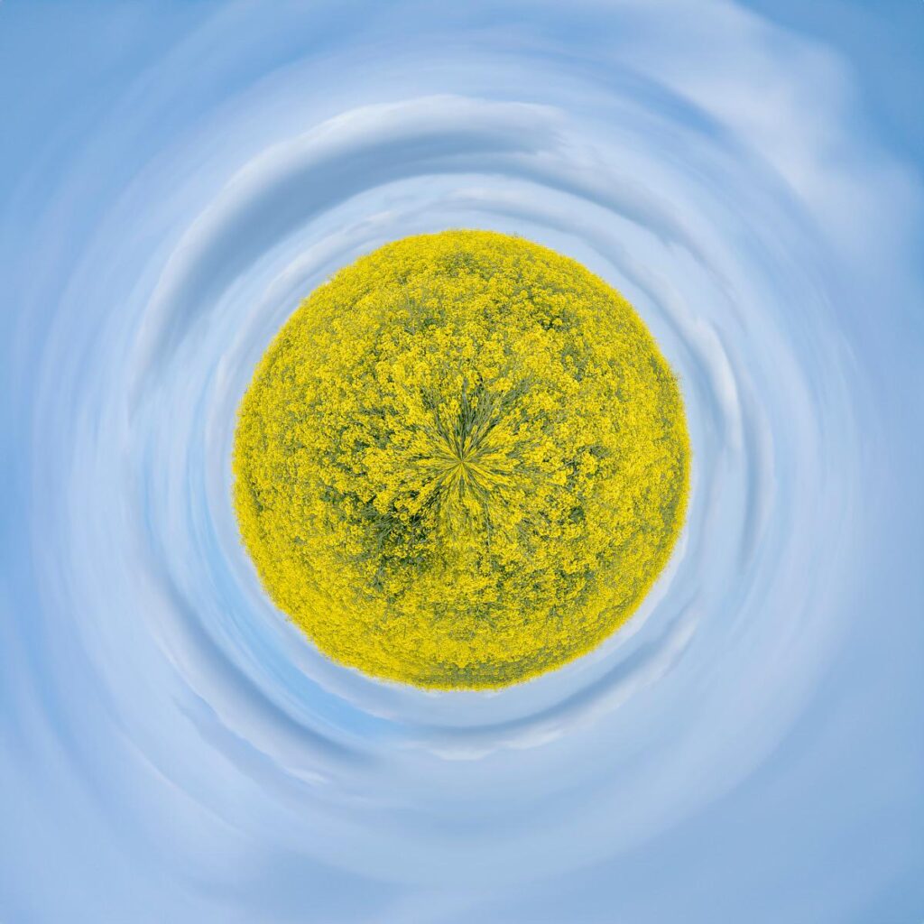 A circular landscape: a dome of flowering rapeseed fields against a sky that spirals out towards the horizon.