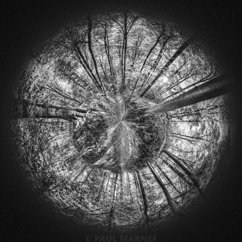 A bird’s-eye view of bare branches and a tree trunk beneath a clear sky, with a circular distortion effect in black and white.