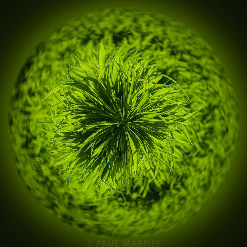 L'instantané artistique capture une suspension centrale de jeunes brins de fougère verte aux bordures fines qui irradient organiquement à travers la lentille.