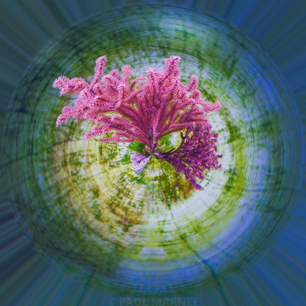 Un arbuste de corail rose et violet en forme d'étoile, entouré de motifs concentriques flous dans des dégradés de vert, blanc et bleu.