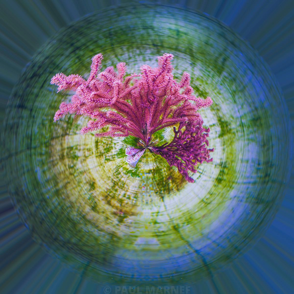 Un arbuste de corail rose et violet en forme d'étoile, entouré de motifs concentriques flous dans des dégradés de vert, blanc et bleu.