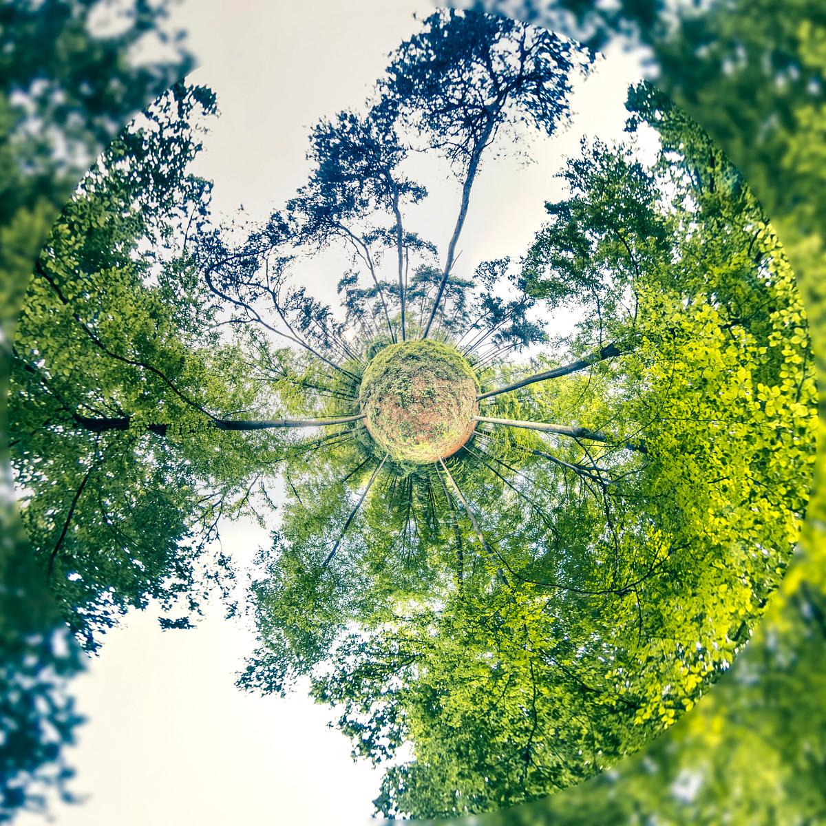 Vue circulaire surplombant une canopée de feuillages vifs où les枝条 convergent vers un centre verdoyant sous un ciel pâle.
