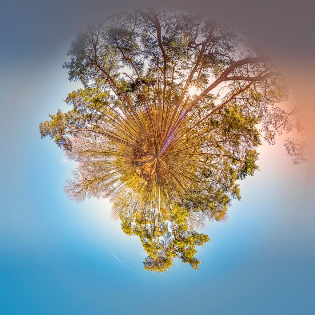Trees, distorted by spherical perspective, crowning a hill bathed in sunlight against a blue sky.