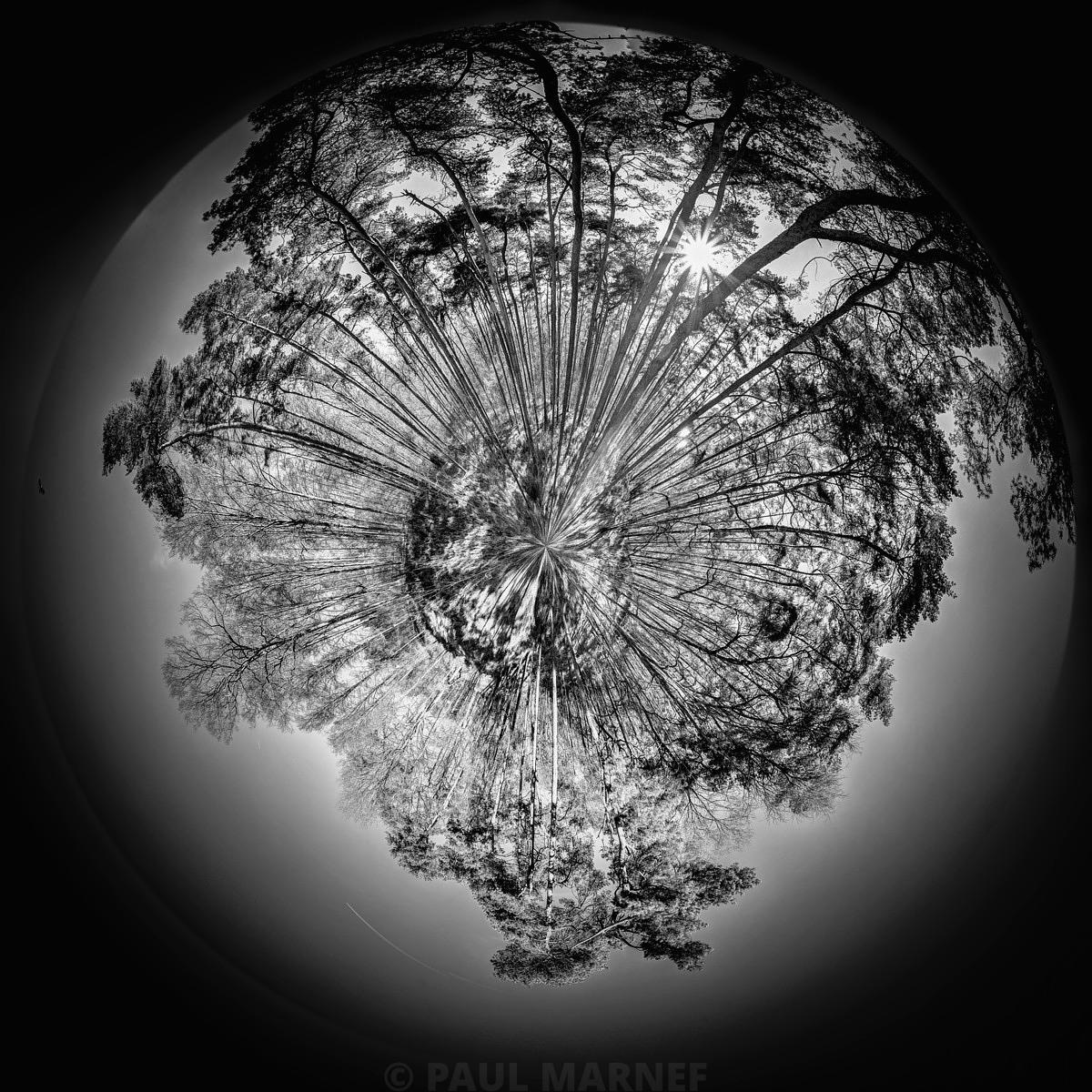 Vue en noir et blanc en fisheye regardant vers le ciel au travers d'une forêt dense, où les troncs et branches convergent radialement autour du soleil.