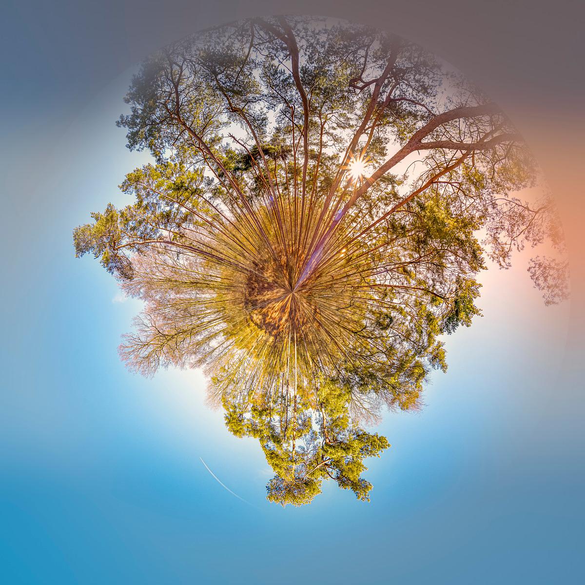 Arbres brisés par la perspective sphérique, couronnant une colline illuminée par la lumière du soleil dans un firmament bleu.