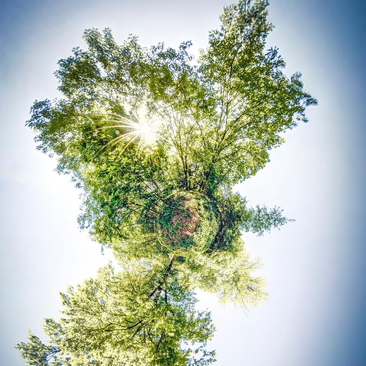 Couronne de feuillages vifs entourée d'un ciel clair avec un soleil éclatant perce l'épaisseur des branches.