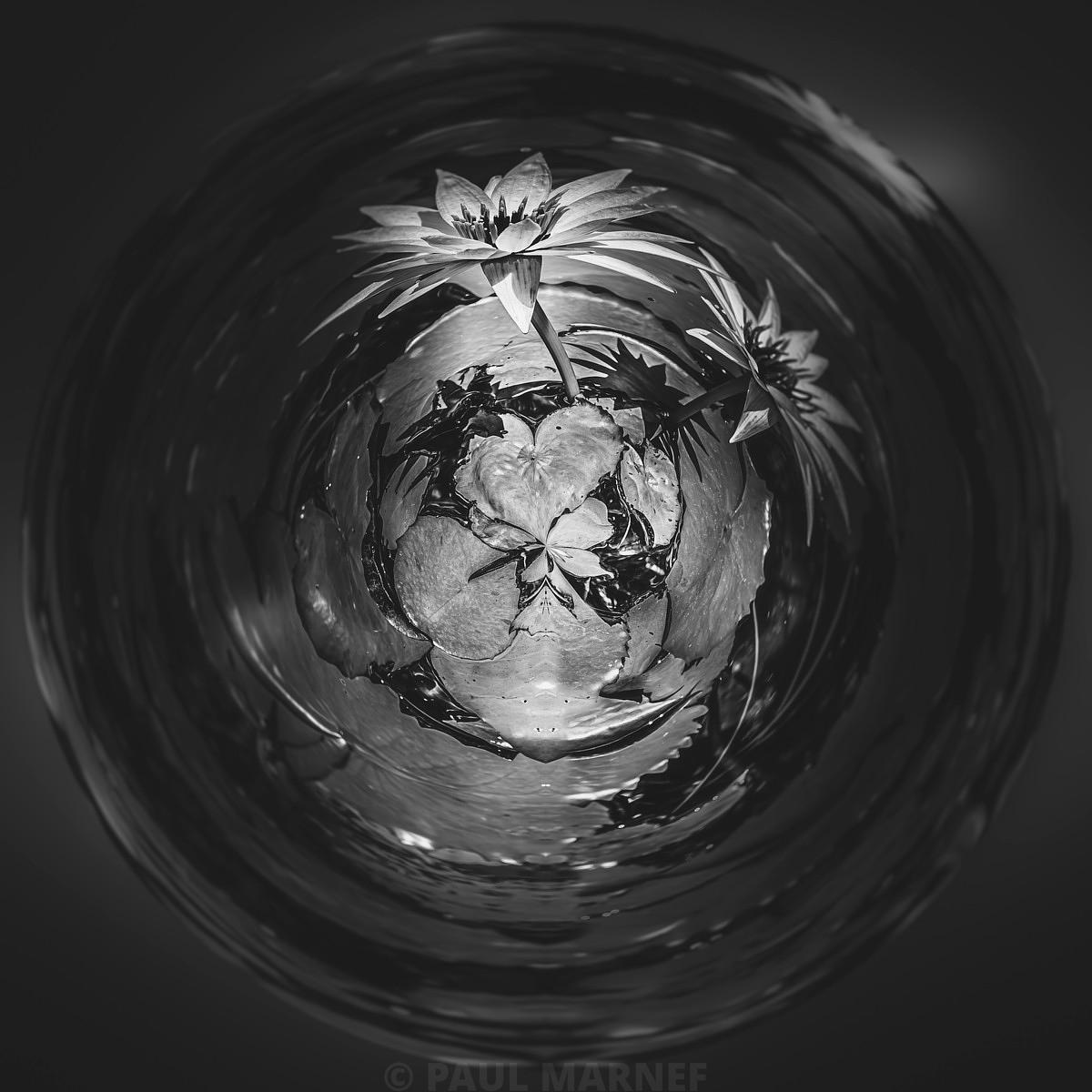 A distorted reflection of white water lilies, rocks and circular reflections in dark, deeply churning water.