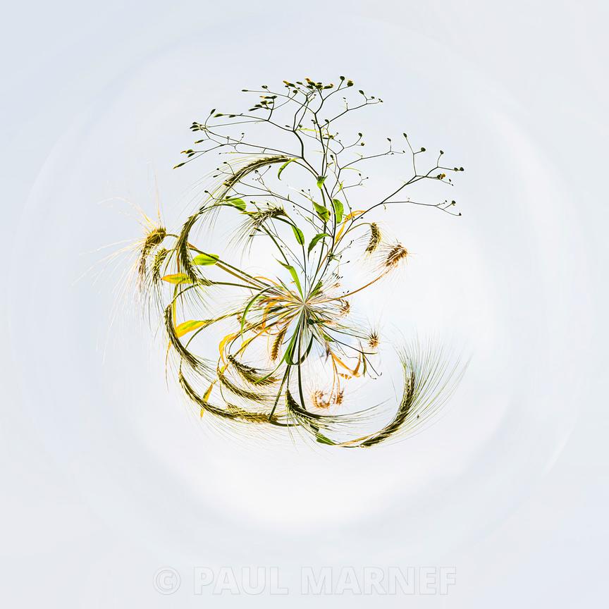 Des tiges d'herbes folles vertes et dorées s'entortillent en mouvement de fouet sur un fond clair blanc bleuté.
