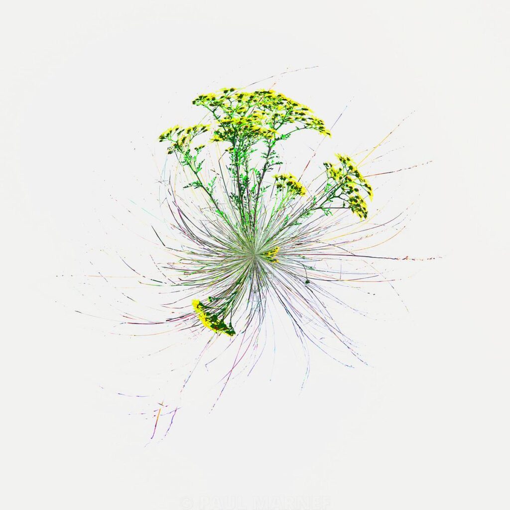 Yellow Sighs: a bouquet of yellow flowers and grey grasses with slender stems, scattered haphazardly across a white paper background.