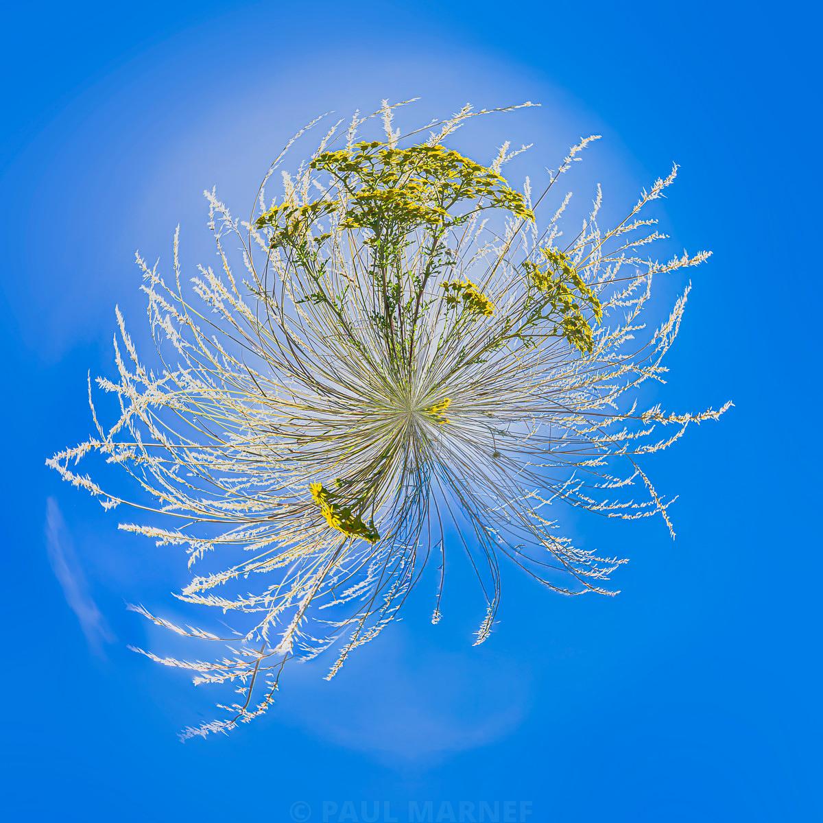 Silhouettes de fleurs jaunes et de graminées blanches irradiant en couronne sur un fond de ciel bleu vif.