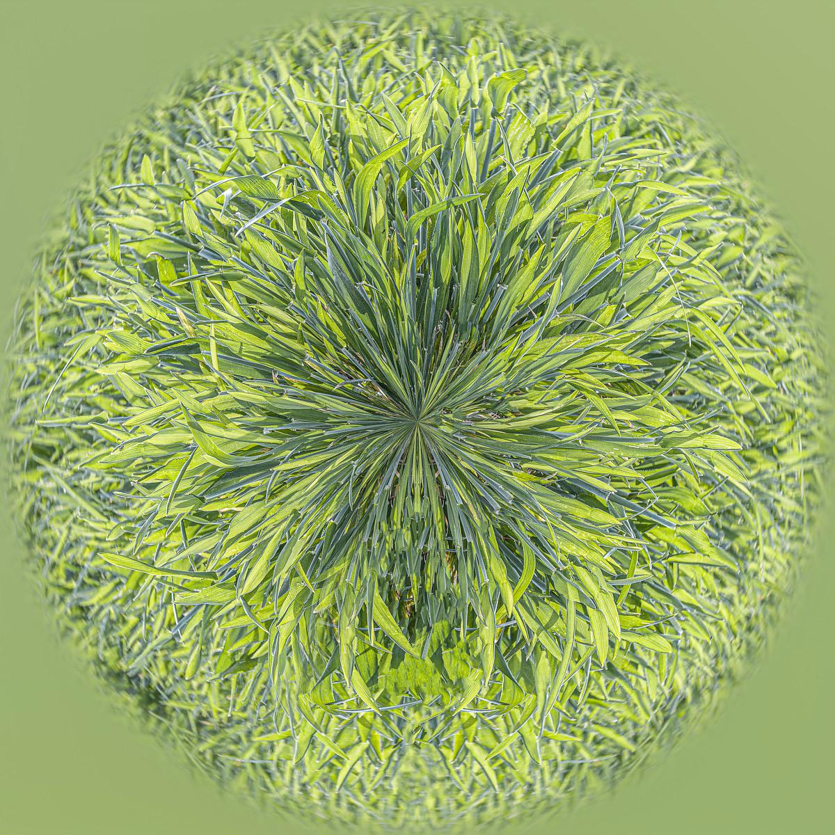 Une sphère dense de tiges et de feuilles vertes en étoile, formant un motif radial sphérique sur un fond vert uni.