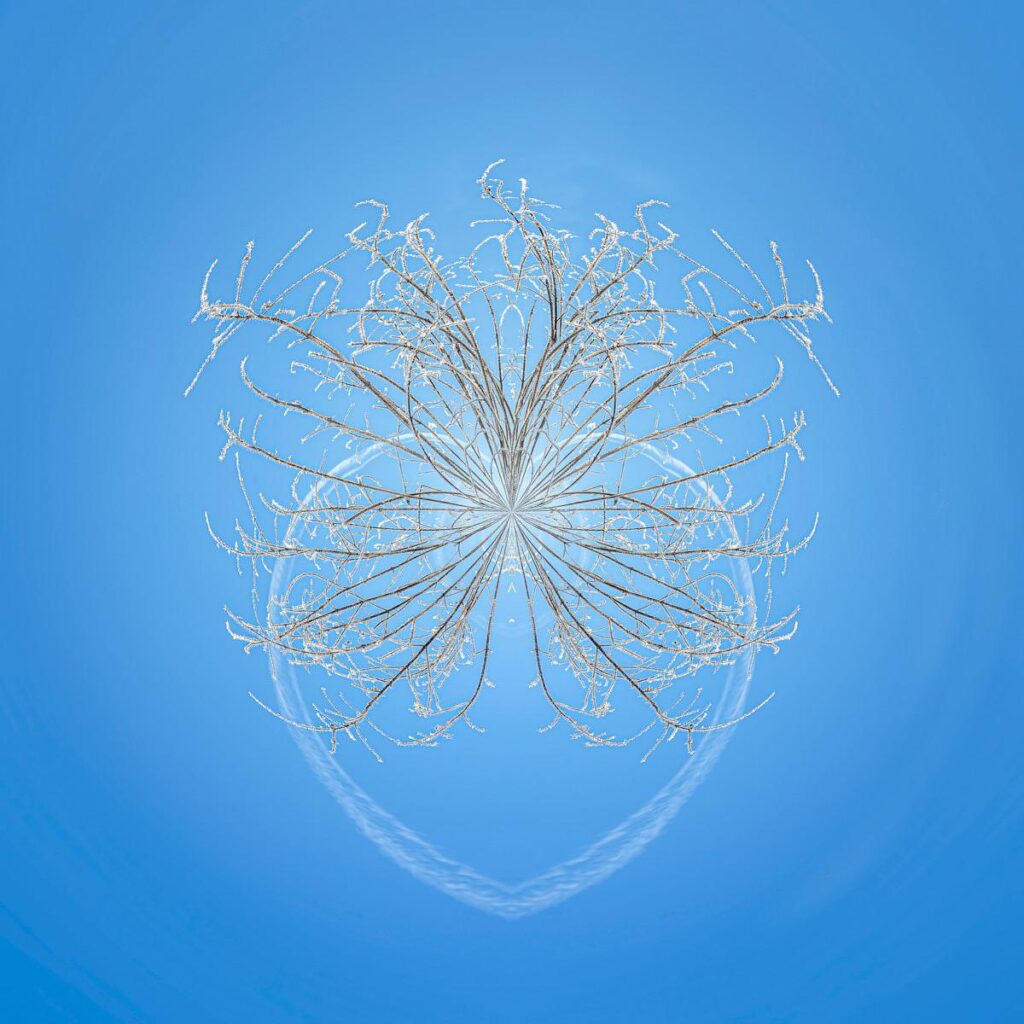 Des branches d'arbres couvertes de neige givrée forment une structure en éventail parfaitement symétrique sur un ciel bleu d'un bleu céruléen intense.