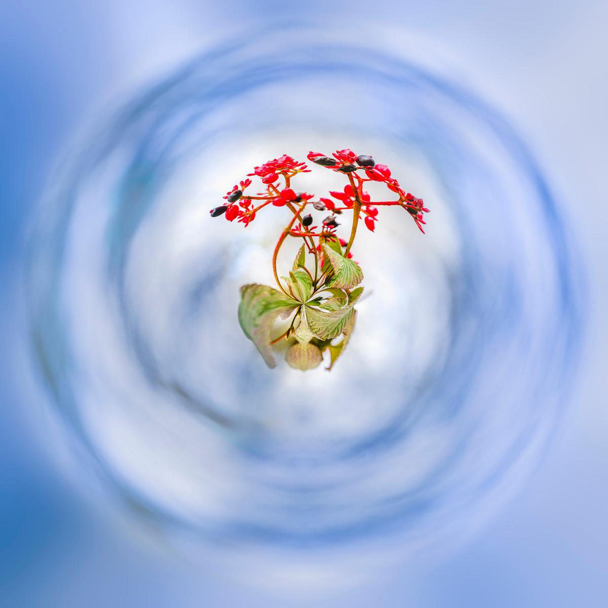 A scarlet flower and green leaves at the centre of a swirling vortex of blurred blue sky.