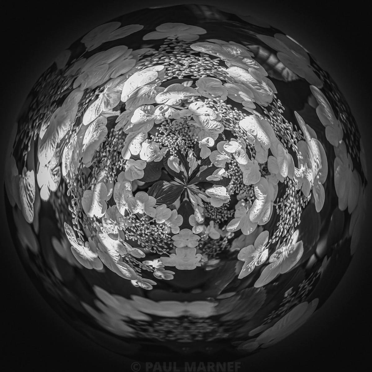 A black-and-white photograph showing viburnum flowers and leaves arranged in a concentric circular pattern.