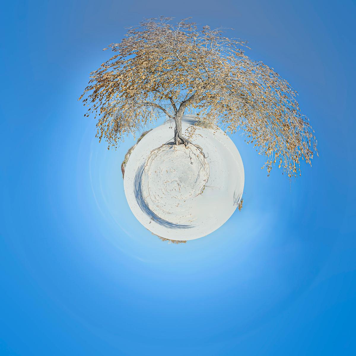 Arbre aux branches fines et feuilles sèches se dressant sur une petite planète sphérique blanche, flottant dans un ciel bleu profond.