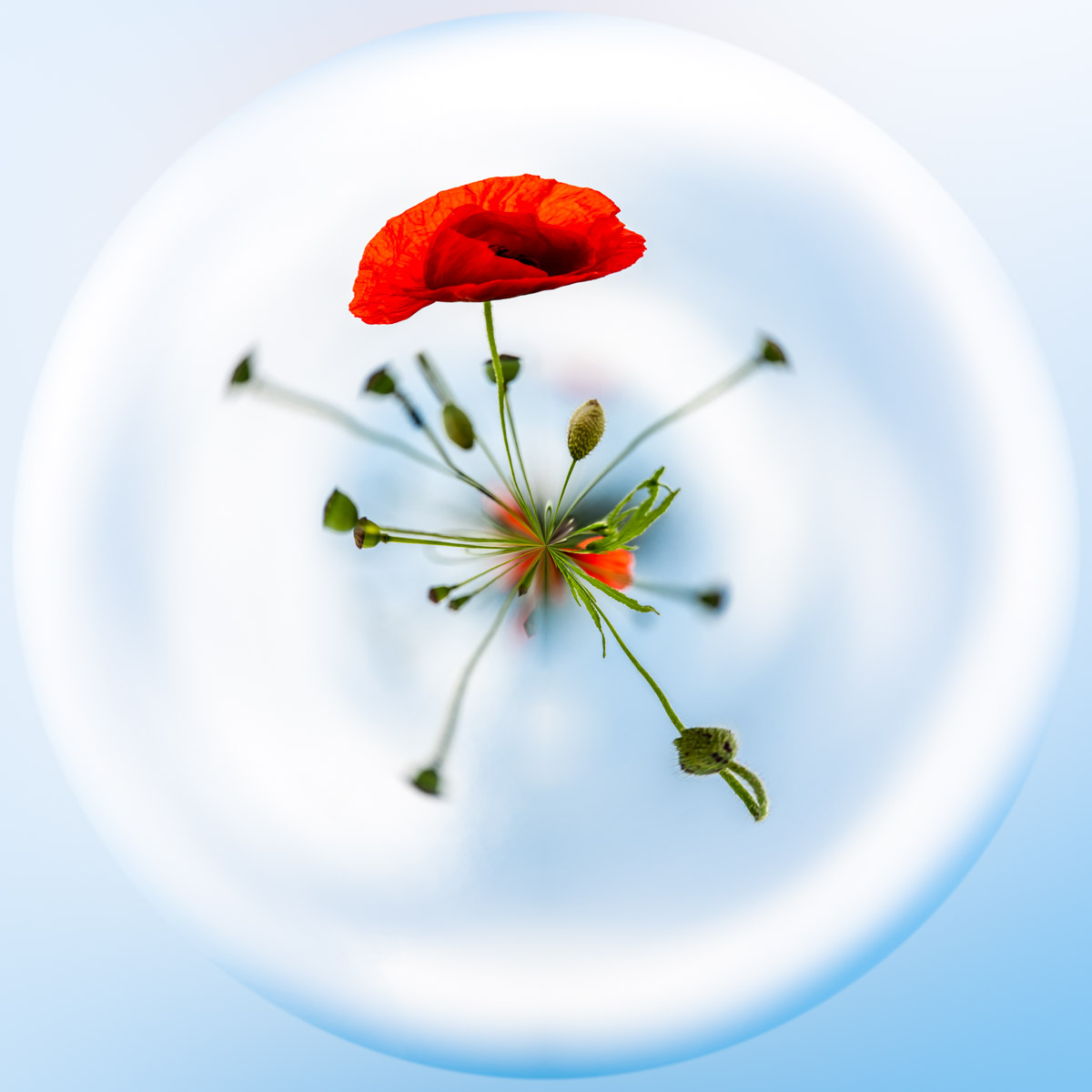 Mini Planet of Poppies at Chaumont-Gistoux — photograph by Paul Marnef